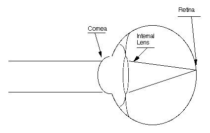 The internal lens shape when the retina causes
    the lens (under automatic control) to be adjusted to
    infinity.