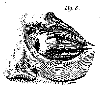side view of eye + muscles in 
head